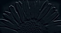 Sunflower Black 593x327 / 8mm