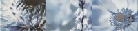 Maxima blue 2 448x100 / 8mm