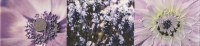 Maxima violet 2 448x100 / 8mm