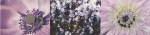Maxima violet 2 448x100 / 8mm