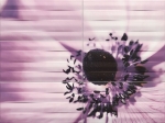 Maxima violet 2 898x673 / 8mm