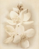 ДЕКОР 50/40 DIANA КВІТКА