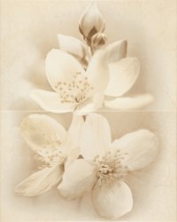 ДЕКОР 50/40 DIANA КВІТКА